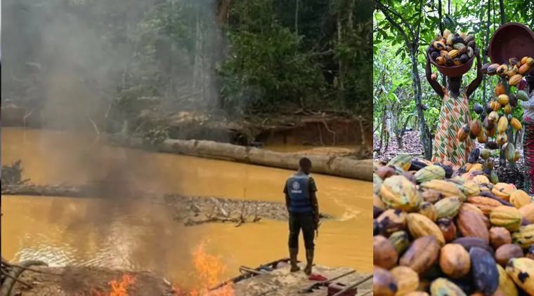 Orpaillage illégal : le RHDP « seul responsable », des planteurs de cacao grognent