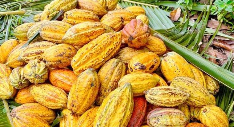 L'éditorial d'Adama Koné/Cacao : Le défi des 1 200 Fcfa