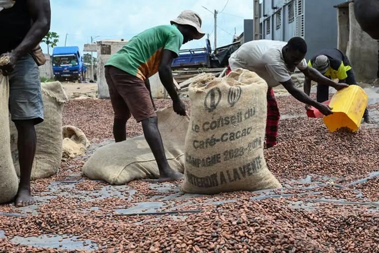 Nouveaux prix du cacao : Des gestionnaires qui fêtent ; des planteurs qui pleurent / Guerre totale PDCI